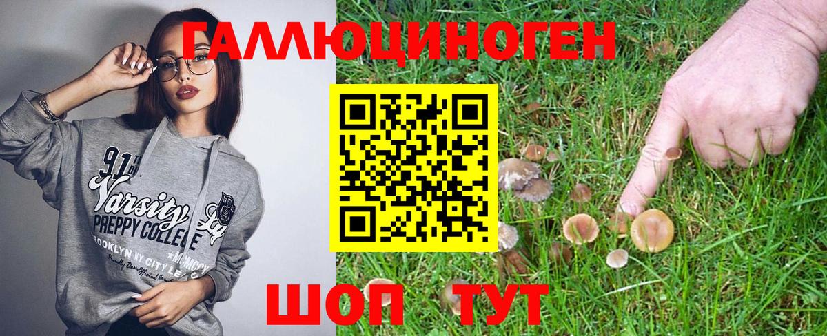 купить   Вход с VPN  Буйнакск  Псилоцибиновые грибы Psilocybine cubensis 